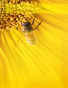 Caratula color Amarillo de abeja y girasol