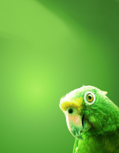 caratula con fondo verde y un loro caratula con fondo verde y un loro