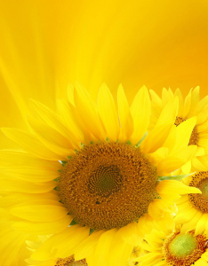 Portada de Color Amarillo con fondo de Girasoles Portada de Color Amarillo con fondo de Girasoles